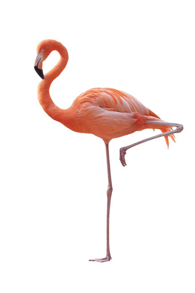 Pfirsichfarbener Flamingo mit angewinkeltem Bein